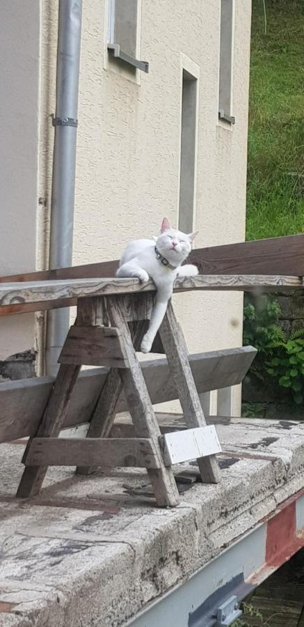 Ferienwohnung Salamander Pirna Dış mekan fotoğraf