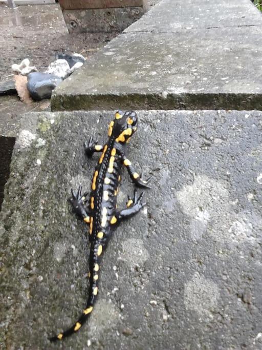 Ferienwohnung Salamander Pirna Dış mekan fotoğraf