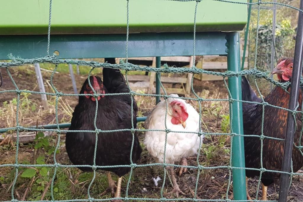 Ferienwohnung Salamander Pirna Dış mekan fotoğraf